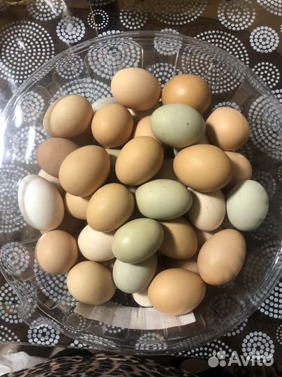 Инкубационные куриные яйца