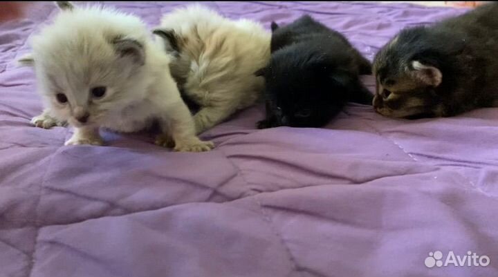 Котята в добрые руки