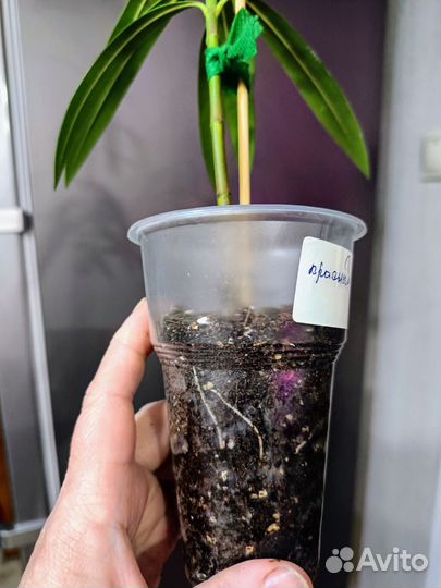 Комнатные цветы 15.04