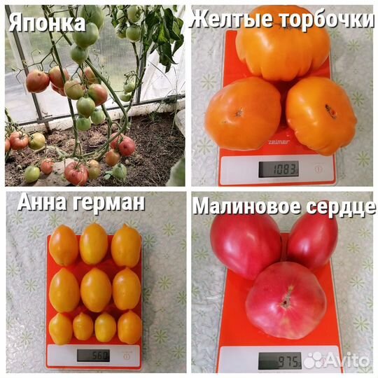 Семена коллекционных сортов томатов