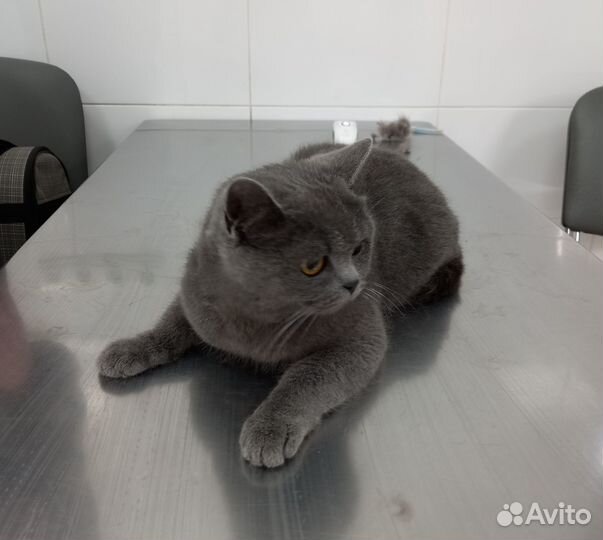 Кошка британка