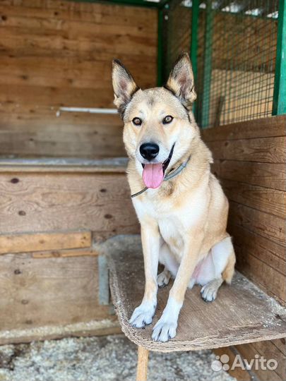 Лайка из приюта. Ну настоящий принц