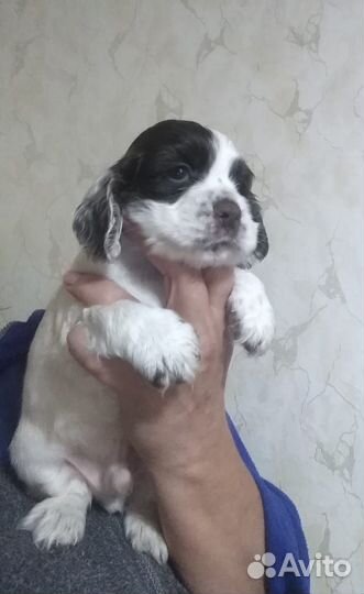 Английский кокер спаниель