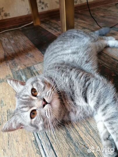 Шотландский кот вязка