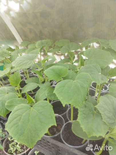 Капуста, огурцы, базилик