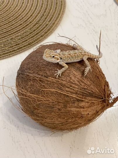 Бородатая агама