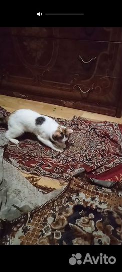 Потерялась кошка