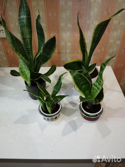 Комнатные цветы