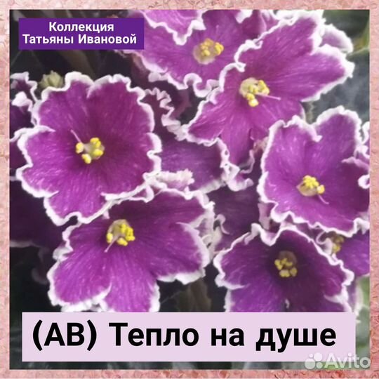 Сортовые фиалки, листочки, детки, взрослые, почтой