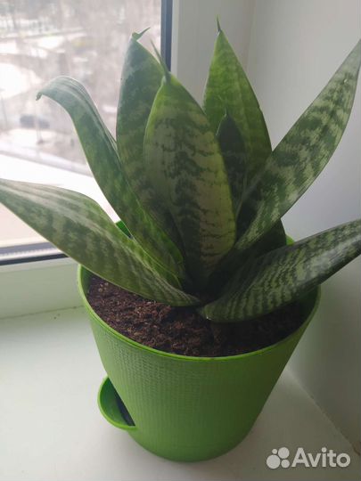 Сансевиерия низкорослая