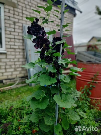 Рассада многолетних цветов