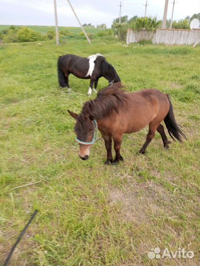 Шетлендская пони(девочка)