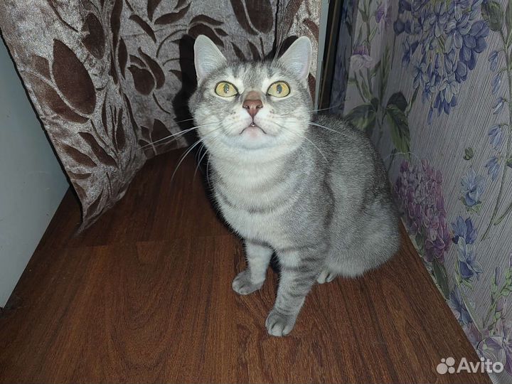 Очень ласковая кошка