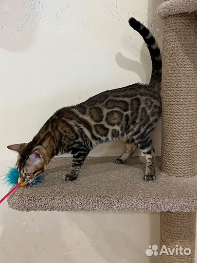 Бенгальская девочка