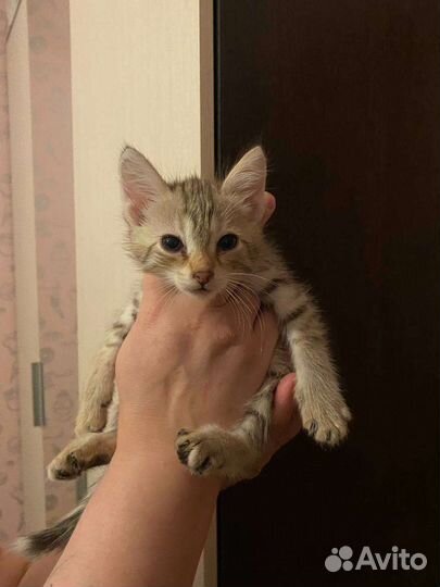Котёнок девочка 1,5 месяца