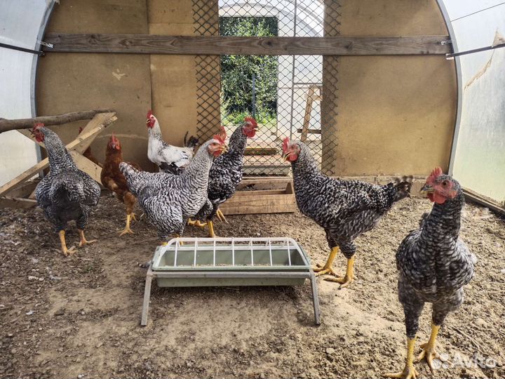 Куры деревенские