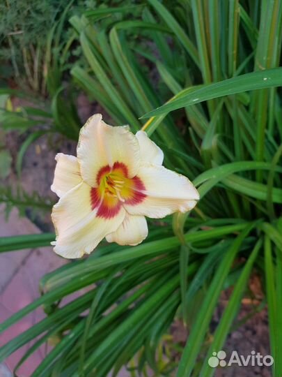 Лилейники, карлик лилейники, лилии