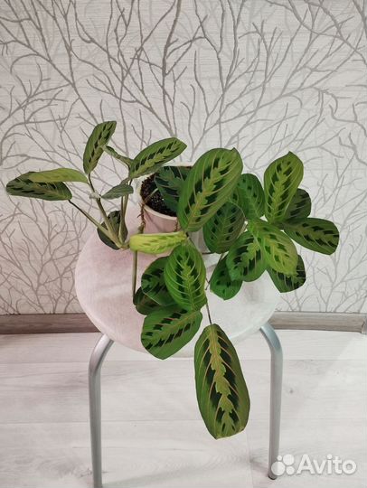 Маранта триколор