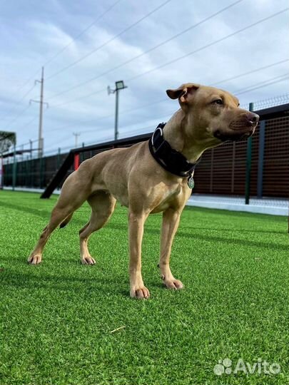 Питбуль в добрые руки,стерилизована