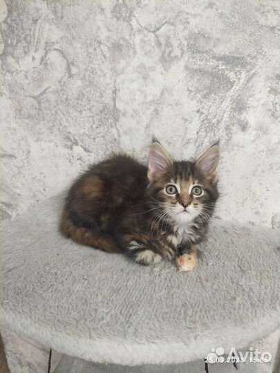 Котята мейн-кун