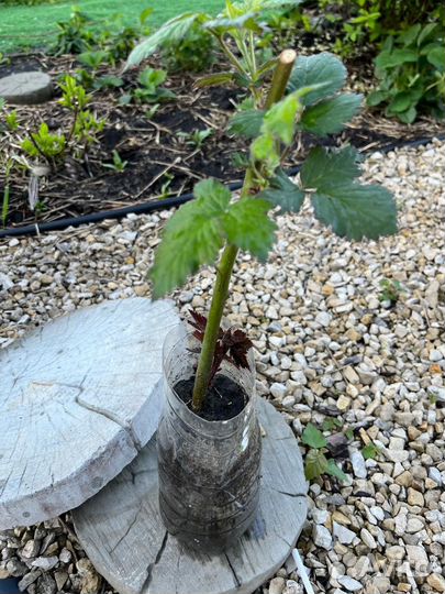 Растения для сада