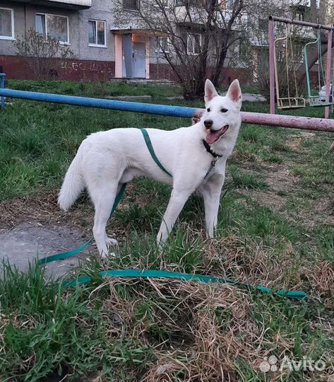 Собаки бесплатно