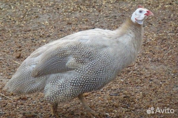 Домашняя птица утки идюки