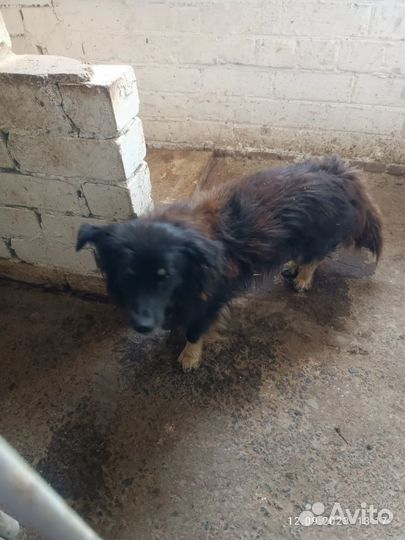 Собачки в отлове