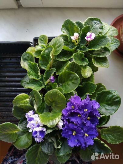 Фиалки цветущие, Толстянка