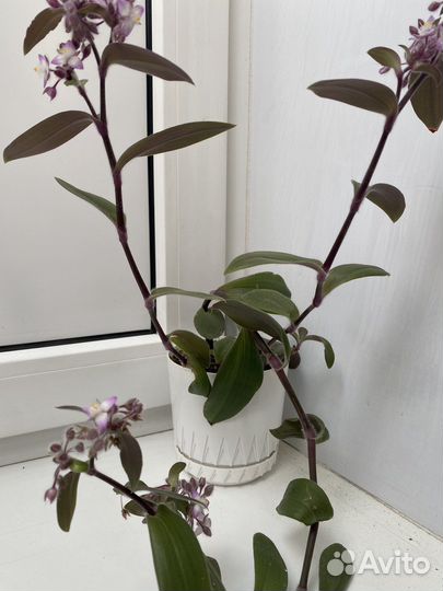 Традесканция сеткреазия пурпурная