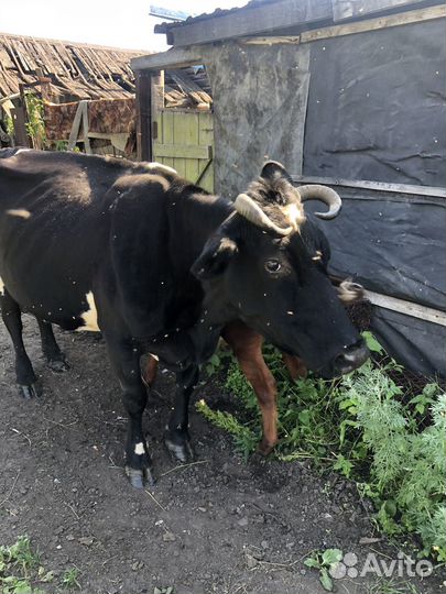 Продам корову