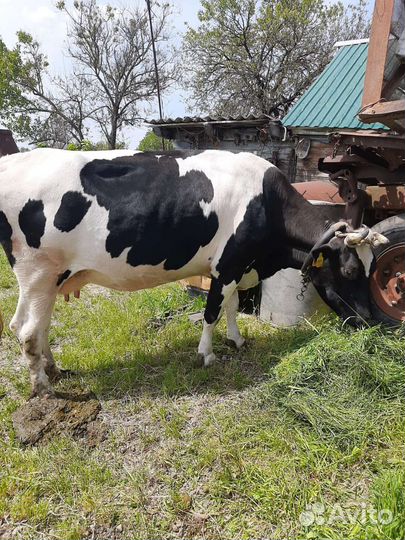 Продаться Корова