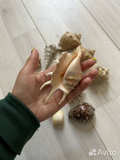 Морские ракушки раковины