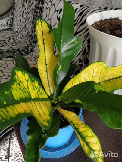 Кодиеум кротон