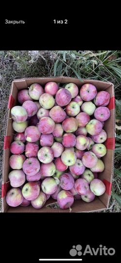 Яблоки опт розница