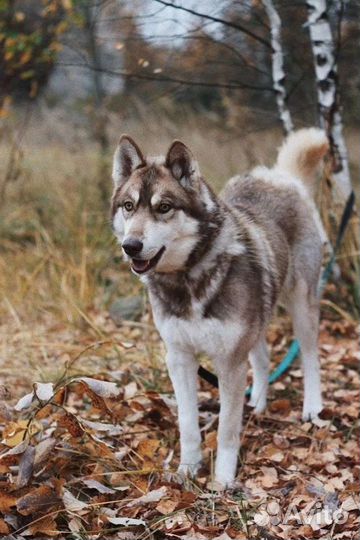 Собака Тайга