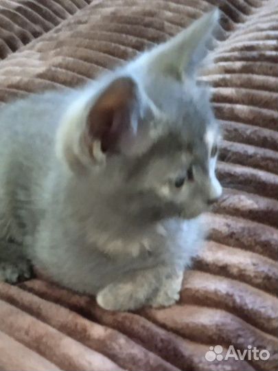 Котенок девочка в добрые руки