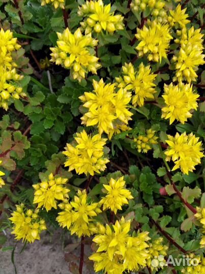 Почвопокровное растение очиток Суккуленты