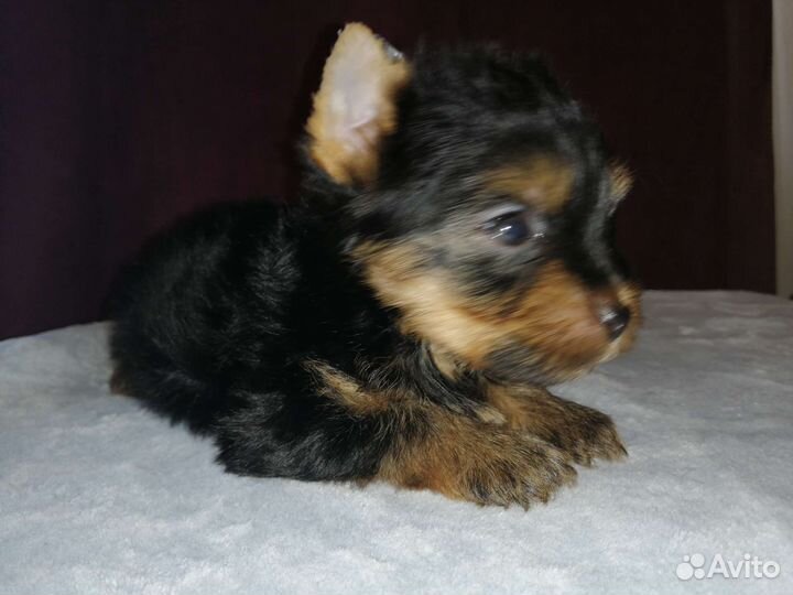 Йоркширский терьер