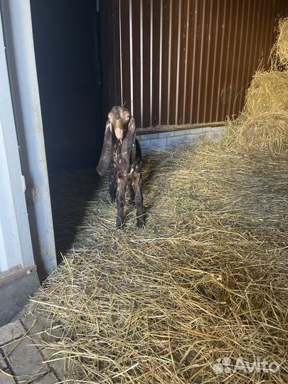 Козлик камори