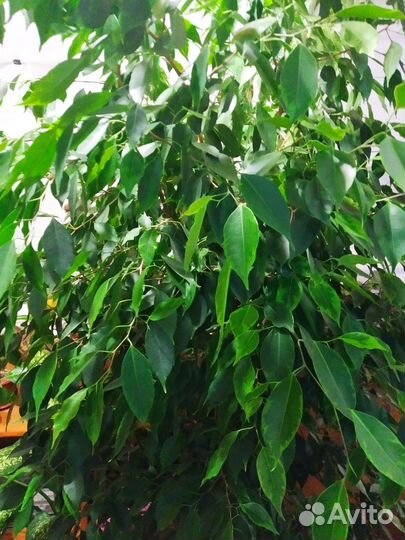 Фикус бенджамина большой