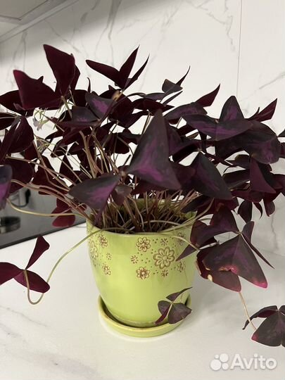 Оксалис фиолетовый, кислица