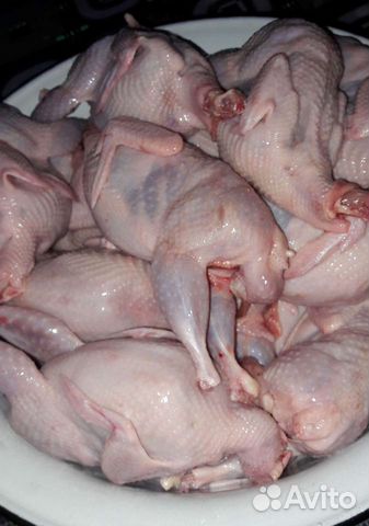 Перепела. Тушки