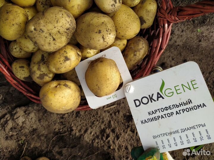 Продам картофель