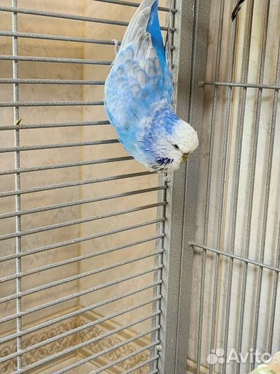 Выставочный волнистый попугай