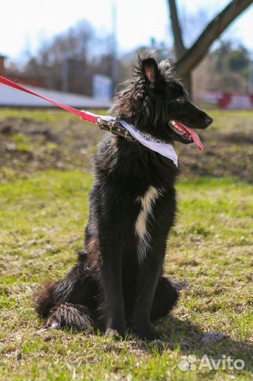Отдам бесплатно собаку, Пушкин