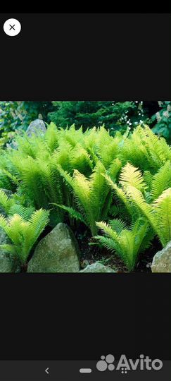 К-на папоротник