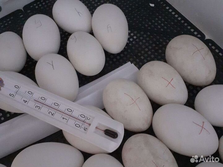 Инкубационное яйцо гусиное, индоутки