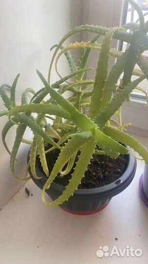 Алоэ лечебное трехлетнее