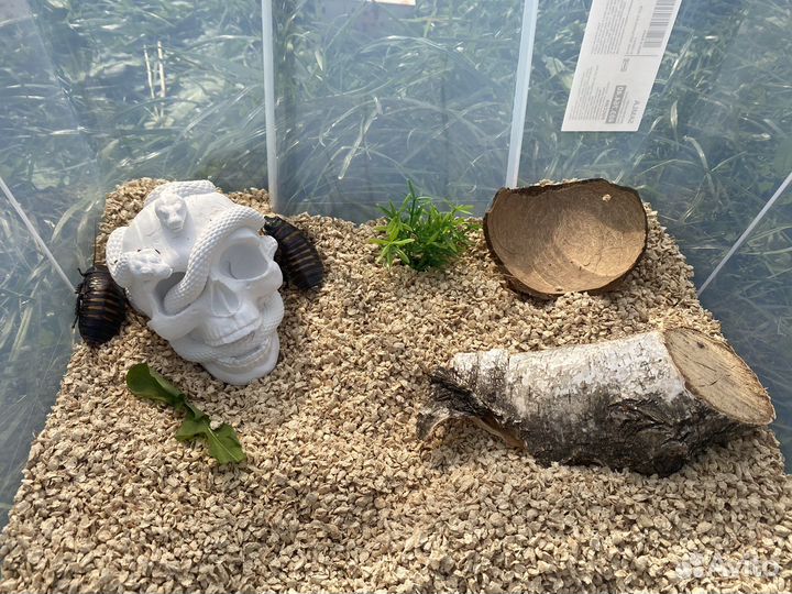 Мадагаскарский шипящий Продажа/Аренда/прокат